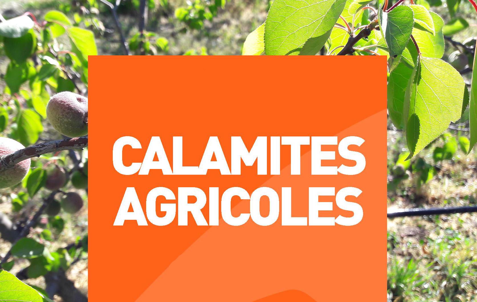 Image de une f lcalmgelarbo 1